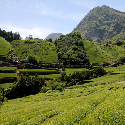 E007/獅頭湖高山茶禮